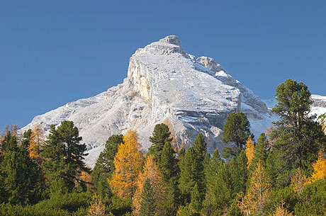 Bos in de herfst Cortina foto