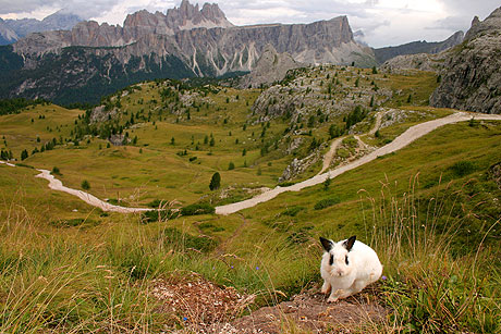 Konijn in de Dolomieten Cortina foto