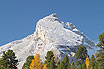 Bos In De Herfst Cortina